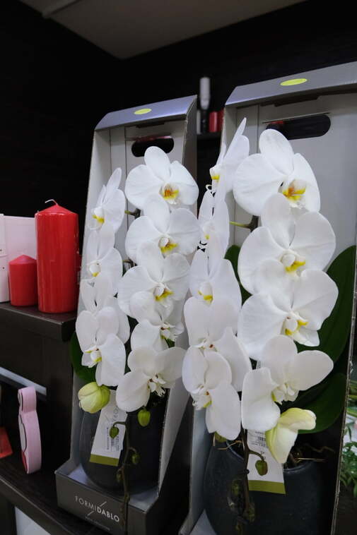 Орхідея Фаленопсис Формідабло