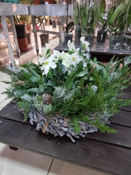 Композиція з морозником