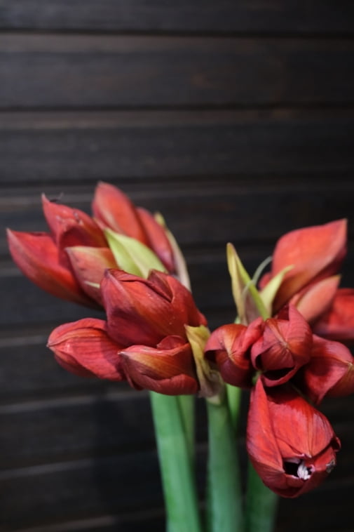 Гіппеаструм 80 см