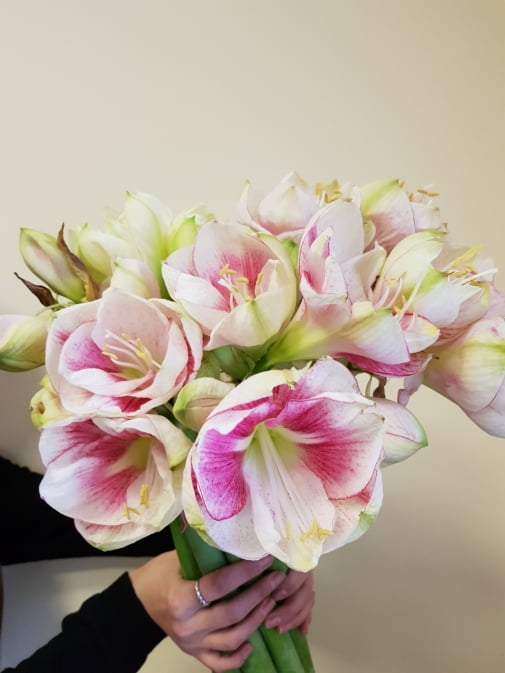 Гіппеаструм