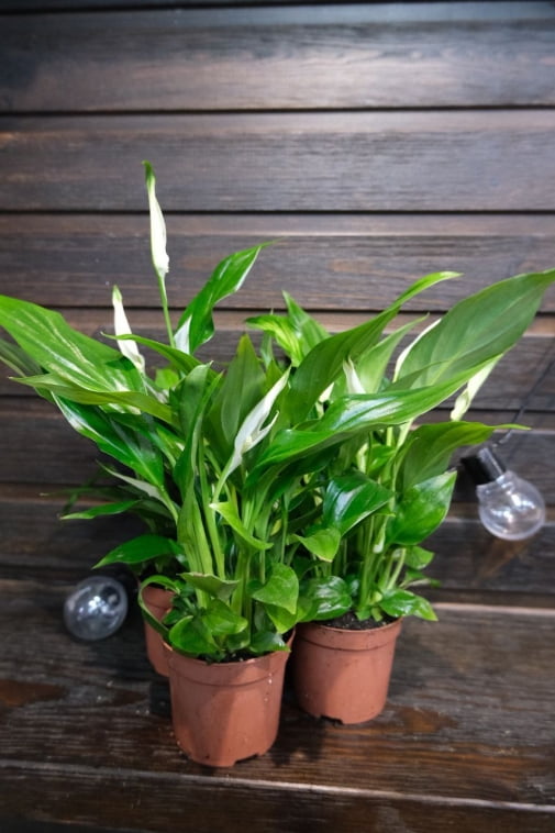 Спатифилум