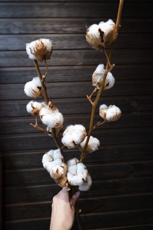Веточка натурального хлопка