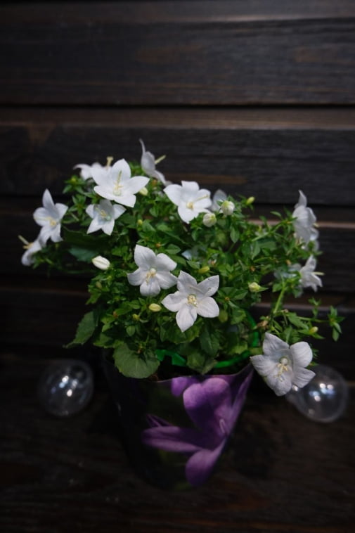 Кампанула белая