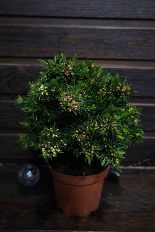 Хамелаціум