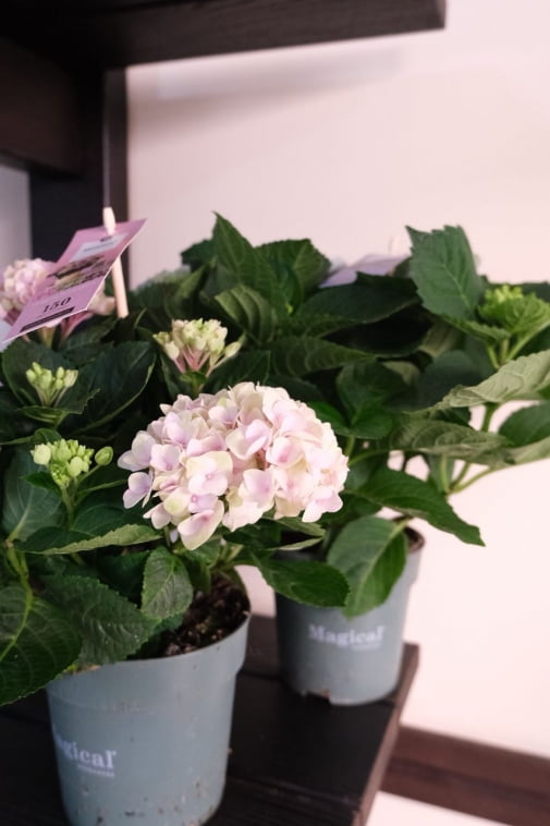 Гортензия №2