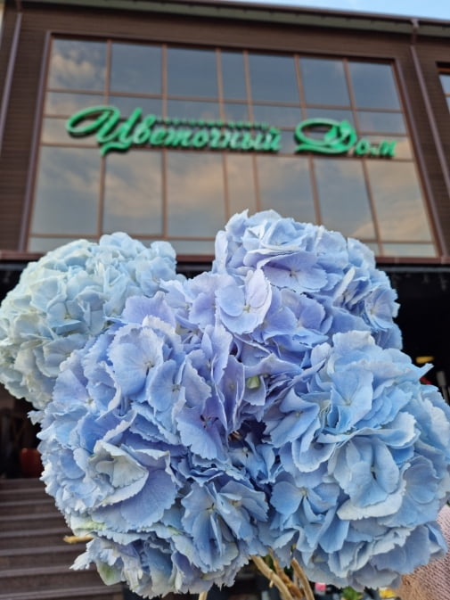 Гортензія блакитна №2