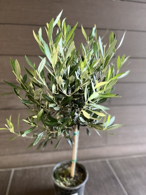 Оливкове дерево