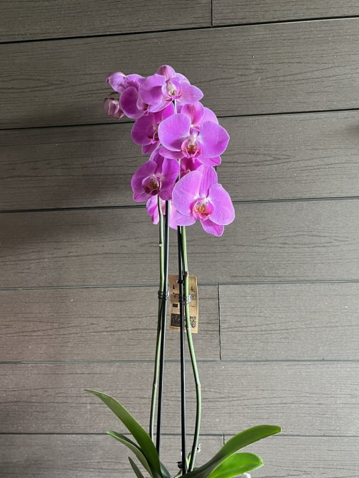 Фаленопсис 2 ветки №7
