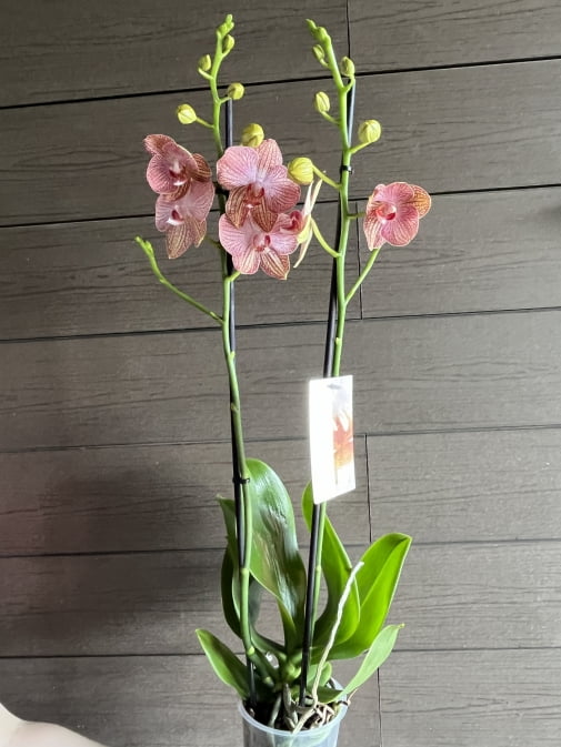 Фаленопсис 2 ветки №8