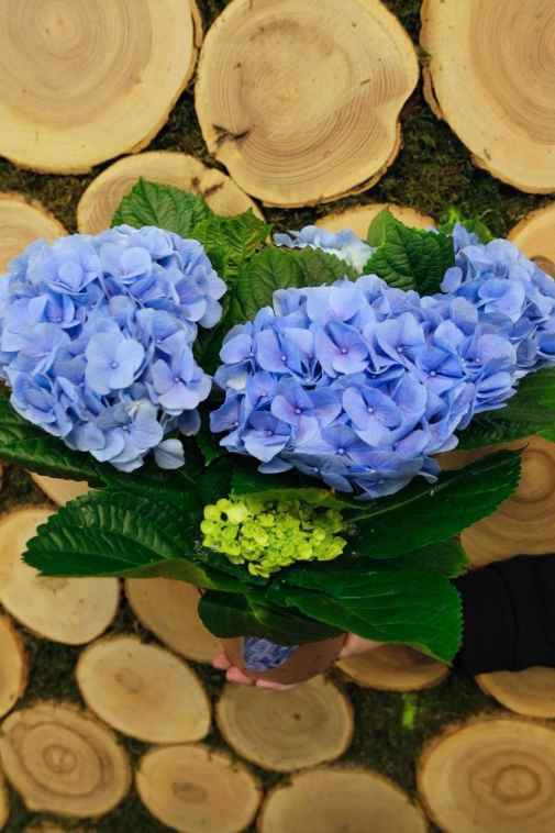 Гортензія блакитна №5