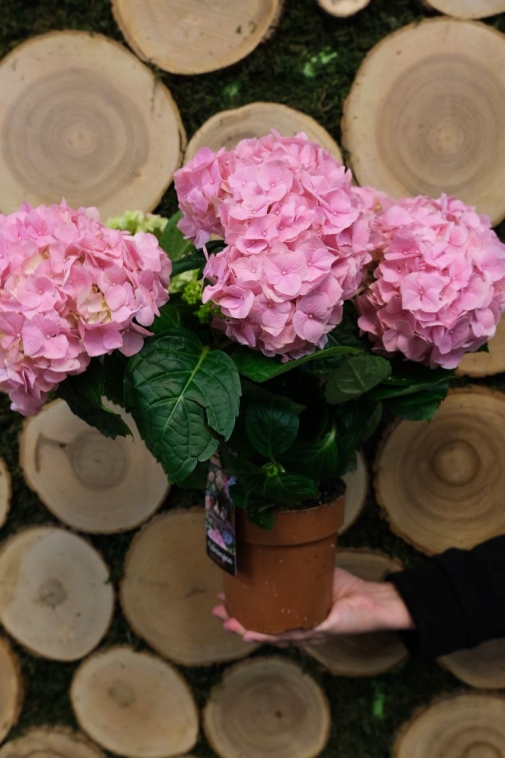 Гортензия розовая №6