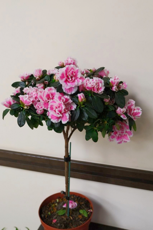 Рододендрон №4