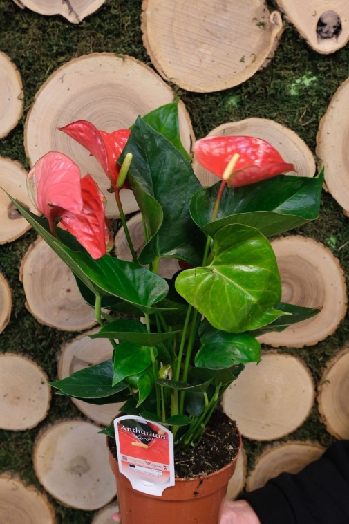 Антуриум №3