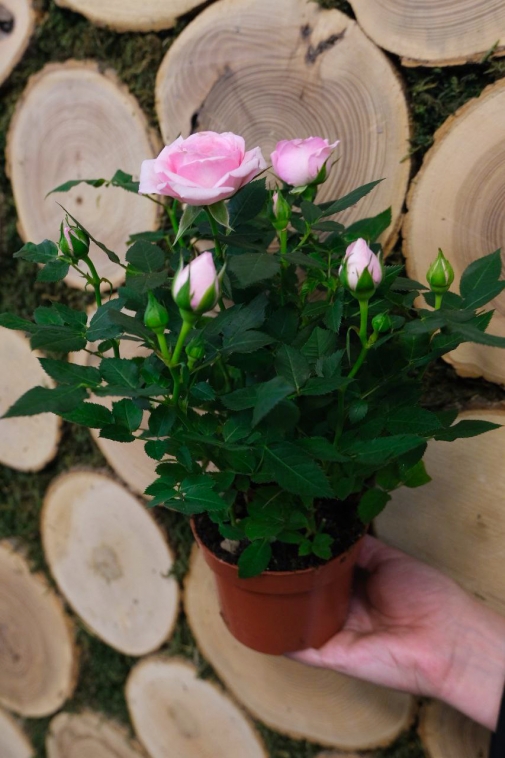 Кімнатна троянда