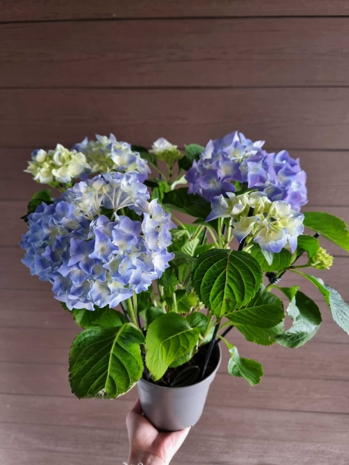 Гортензія блакитна №7