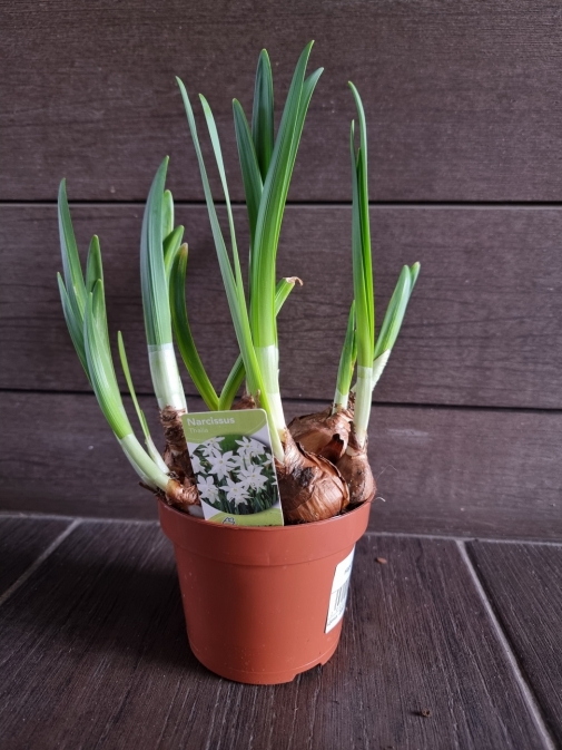 Нарцисс Thalia №4