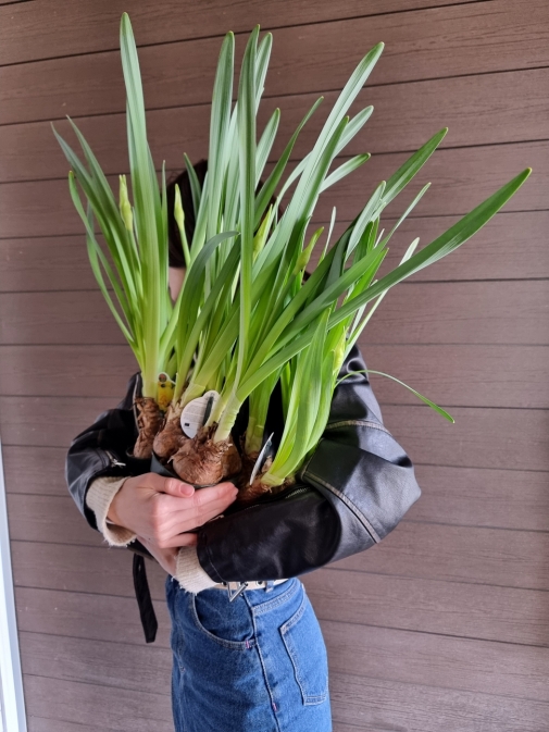 Нарцисс Sherborne №5