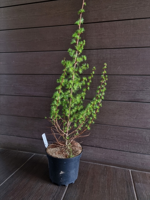 Лиственница Кемпфера