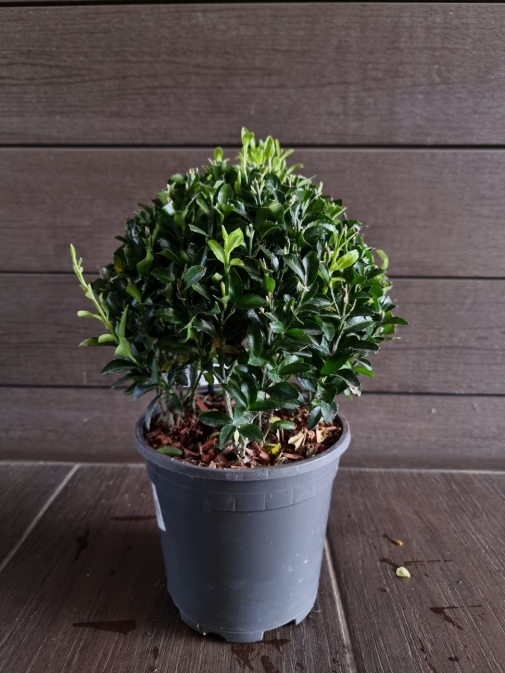 Бересклет №2