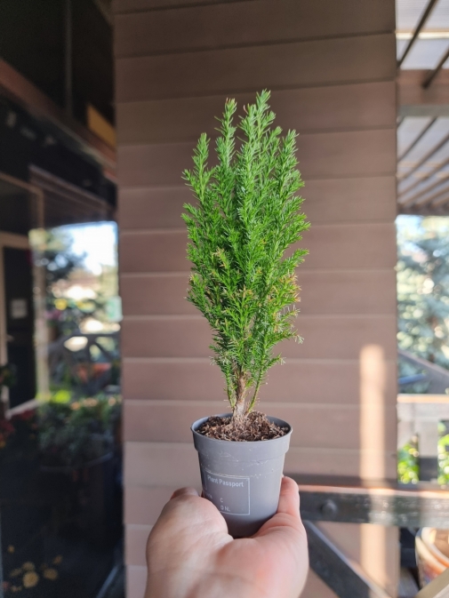 Хемоципаріс маленький №2