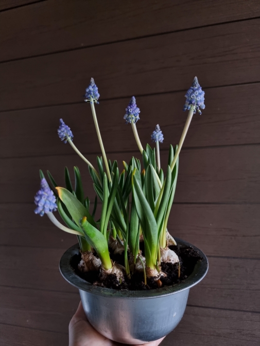 Мускари в кашпо №3