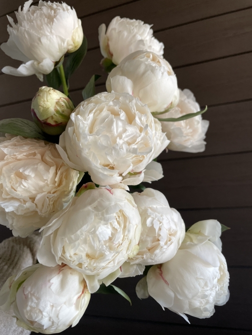 Пион белый поштучно