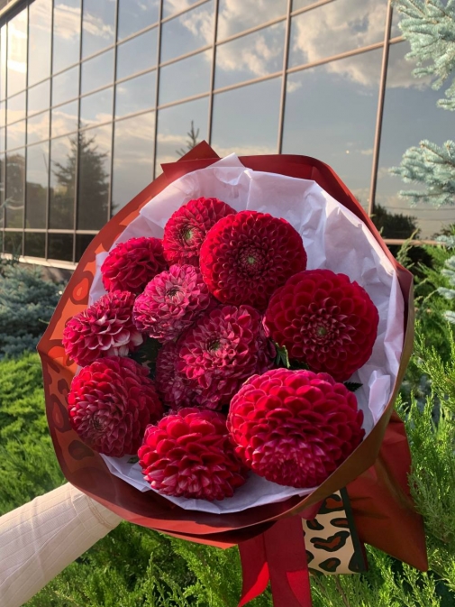 11 Георгин Моно Букет №210