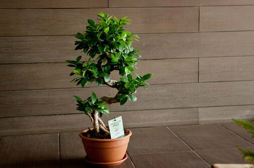 Фикус Бансай