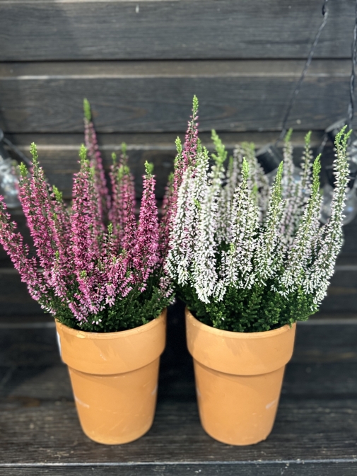 Верес Білий №3