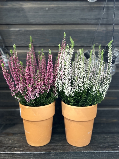 Верес Рожевий №4