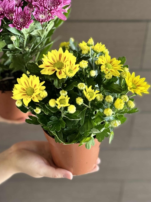 Хризантема Жовта №2