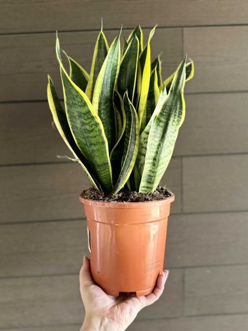 Сансевієрія №2