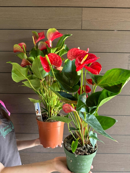 Антуріум Червоний №5