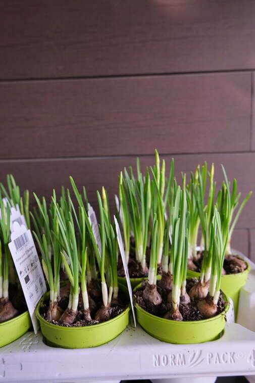 Сортовой Нарцисс