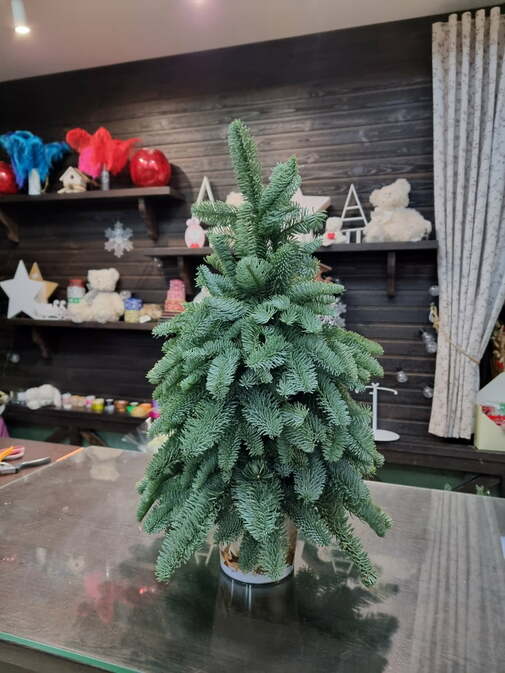 Ялинка з Нобілісу