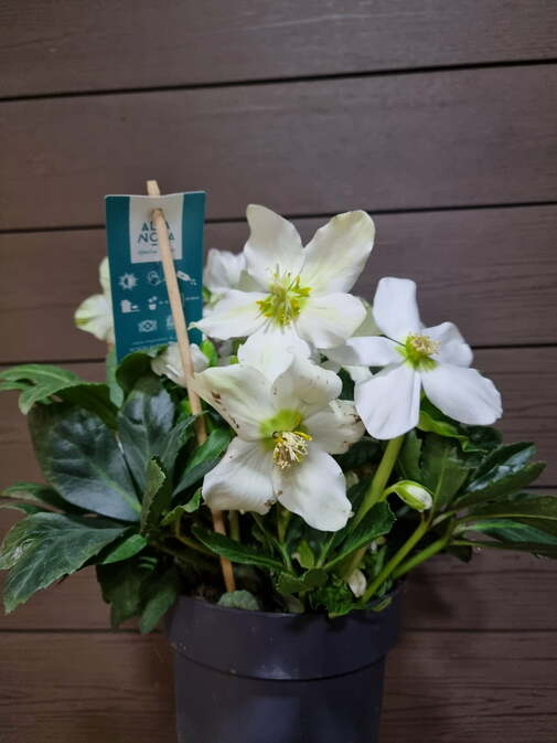 Морозник D15